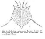 Notholca olchonensis
