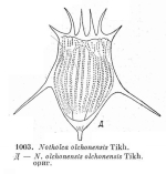 Notholca olchonensis