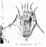 Notholca olchonensis