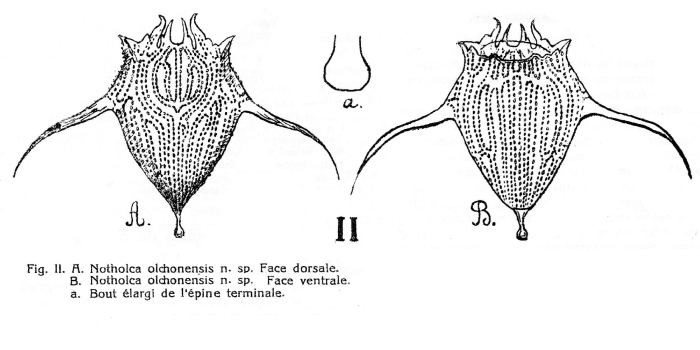 Notholca olchonensis - Original description image