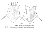 Notholca olchonensis deviata
