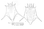 Notholca olchonensis deviata