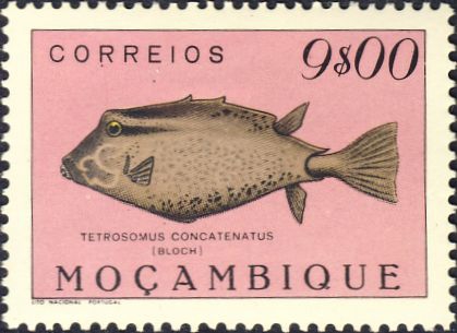 Tetrosomus concatenatus Tetrosomus concatenatus