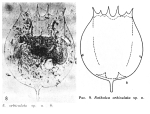 Notholca orbiculata