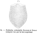Notholca orientalis - Original description image