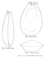 Notholca pacifica - Original description image