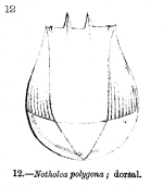 Notholca polygona - Original description image