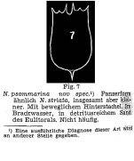 Notholca psammarina - Original description image