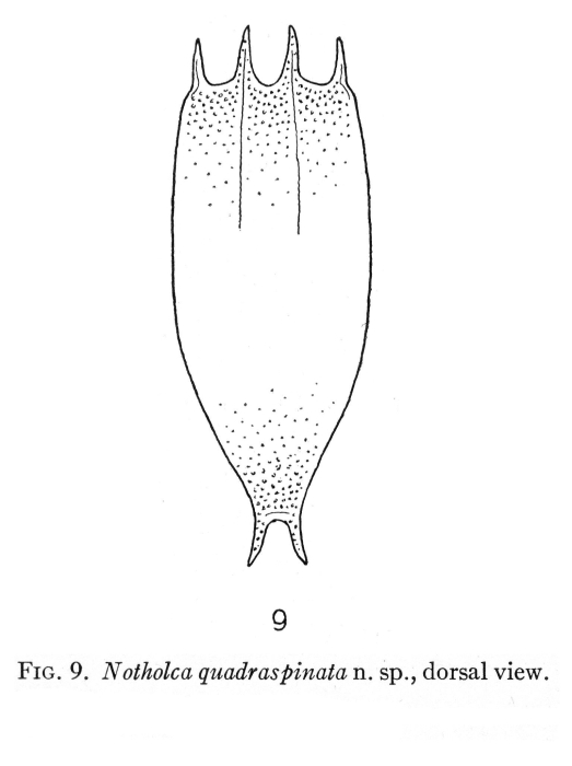 Notholca quadraspinata - Original description image
