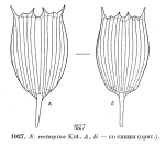 Notholca rectospina