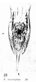 Notholca rectospina