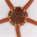 Echinodermata (echinoderms)