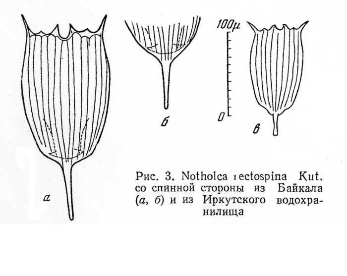 Notholca rectospina - Original description image