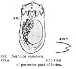 Notholca regularis - Original description image