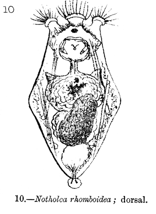 Notholca rhomboidea - Original description image