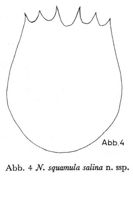 Notholca salina - Original description image