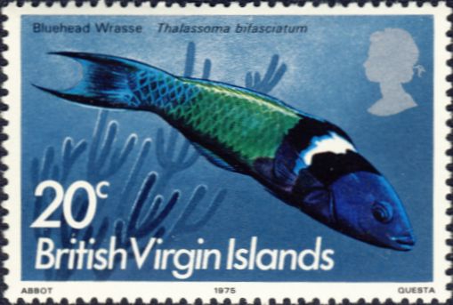 Thalassoma bifasciatum Thalassoma bifasciatum