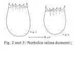 Notholca salina dumonti - Original description image