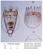 Notholca scapha - Original description image