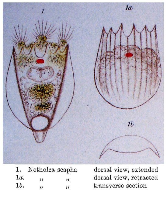 Notholca scapha - Original description image