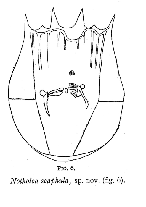 Notholca scaphula - Original description image