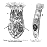 Notholca spinifera