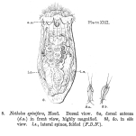 Notholca spinifera