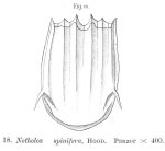 Notholca spinifera