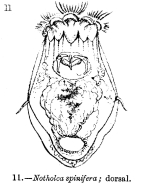 Notholca spinifera - Original description image