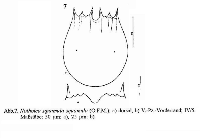 Notholca squamula