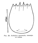 Notholca squamula