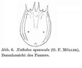 Notholca squamula