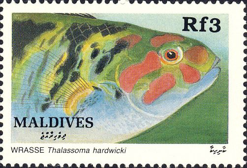 Thalassoma hardwicke Thalassoma hardwicke