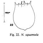 Notholca squamula