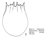 Notholca squamula