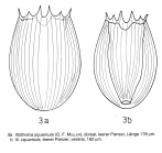 Notholca squamula