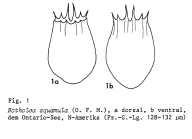 Notholca squamula