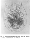 Notholca squamula