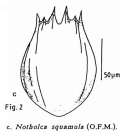 Notholca squamula