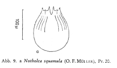 Notholca squamula