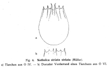 Notholca squamula