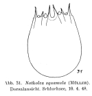 Notholca squamula
