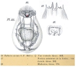 Notholca squamula