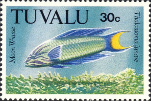 Thalassoma lunare Thalassoma lunare