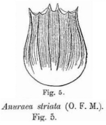 Notholca squamula