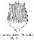 Notholca squamula