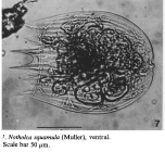 Notholca squamula