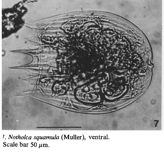 Notholca squamula