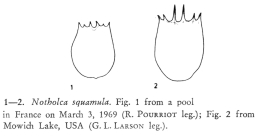 Notholca squamula