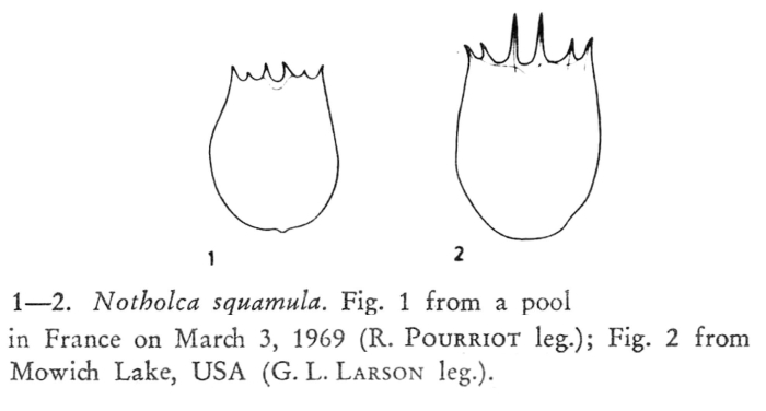 Notholca squamula Notholca squamula